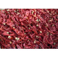 Exportieren Sie gute Qualität frische chinesische rote Paprika